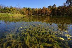 waterplanten