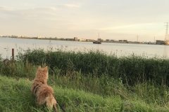 VOLHARDING hond  bij het water