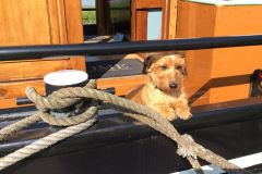 sleepboot VOLHARDING hond