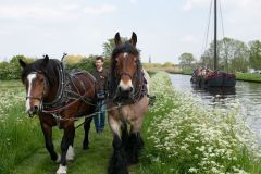 Scheepgaan-paarden