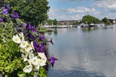 Haven - Ton Wiering bloemen